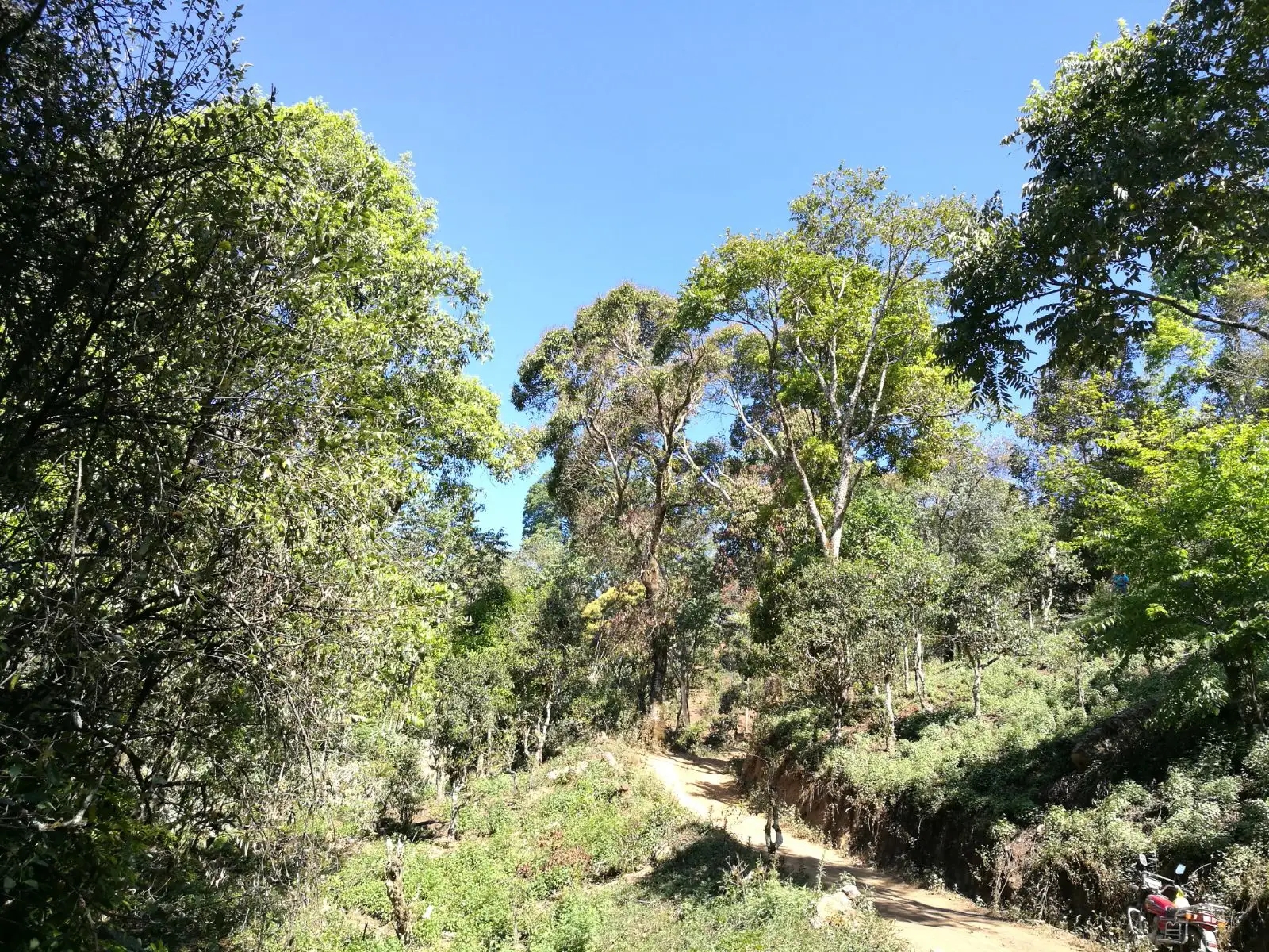 2023年保塘老寨古樹春茶口感是什么？