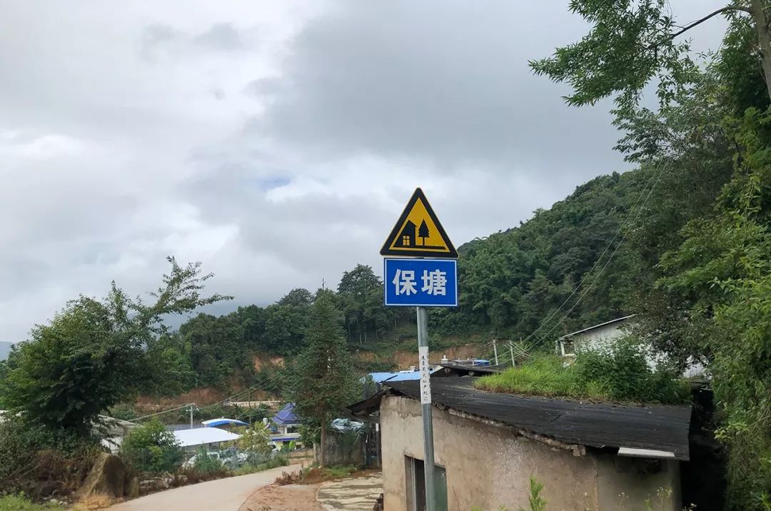 2023年保塘老寨古樹(shù)春茶特點(diǎn)是什么？