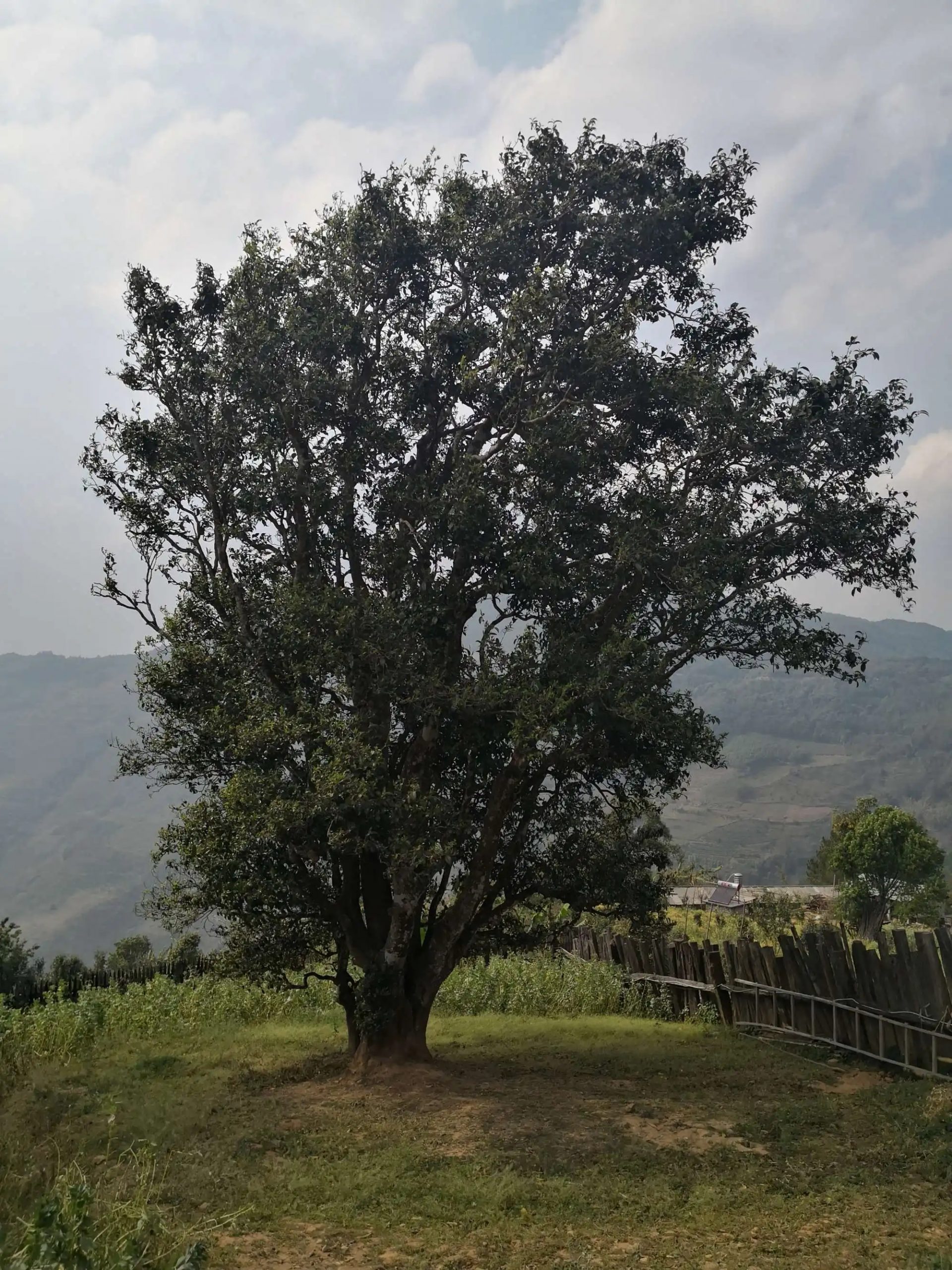 2023年邦崴古樹春茶口感怎么樣？