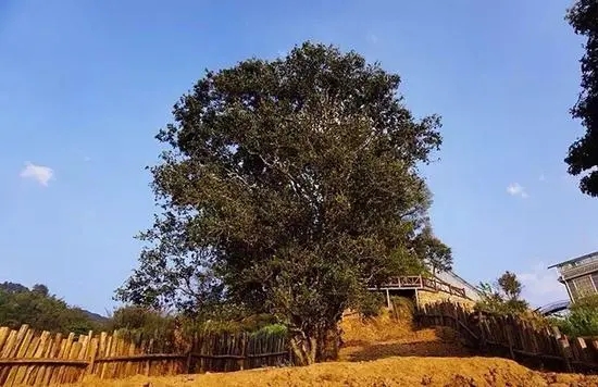 2023年邦崴古樹(shù)春茶價(jià)格多少？