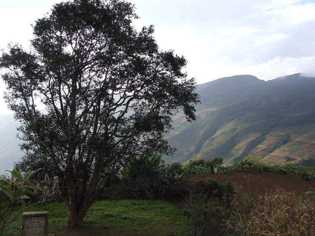 2023年邦崴古樹春茶多少錢一公斤？