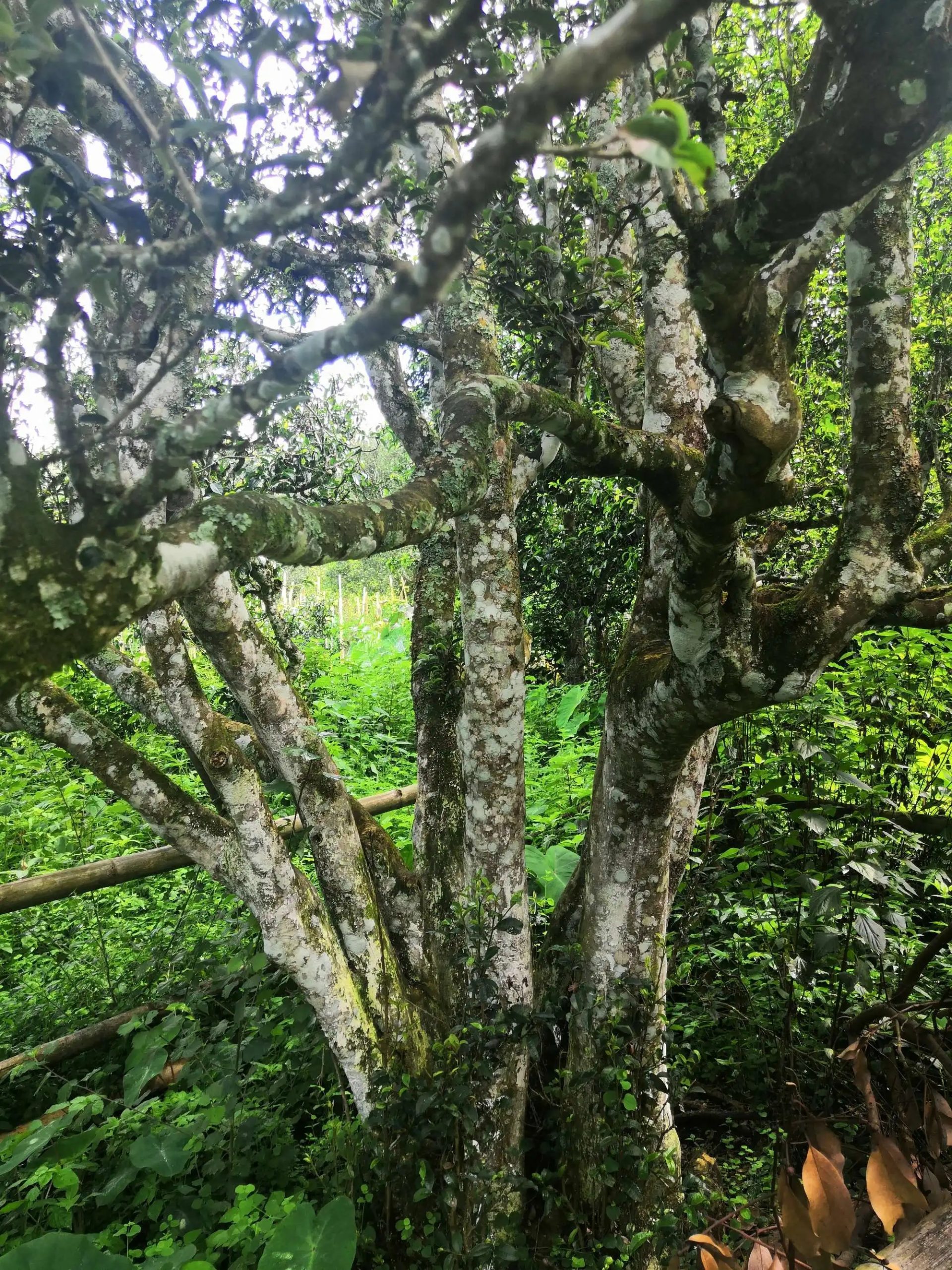 2023年困鹿山古樹春茶多少錢一公斤？