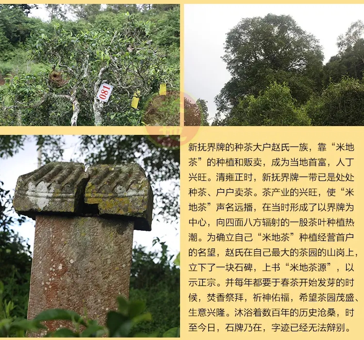 2023迷帝古樹春茶品質(zhì)如何？