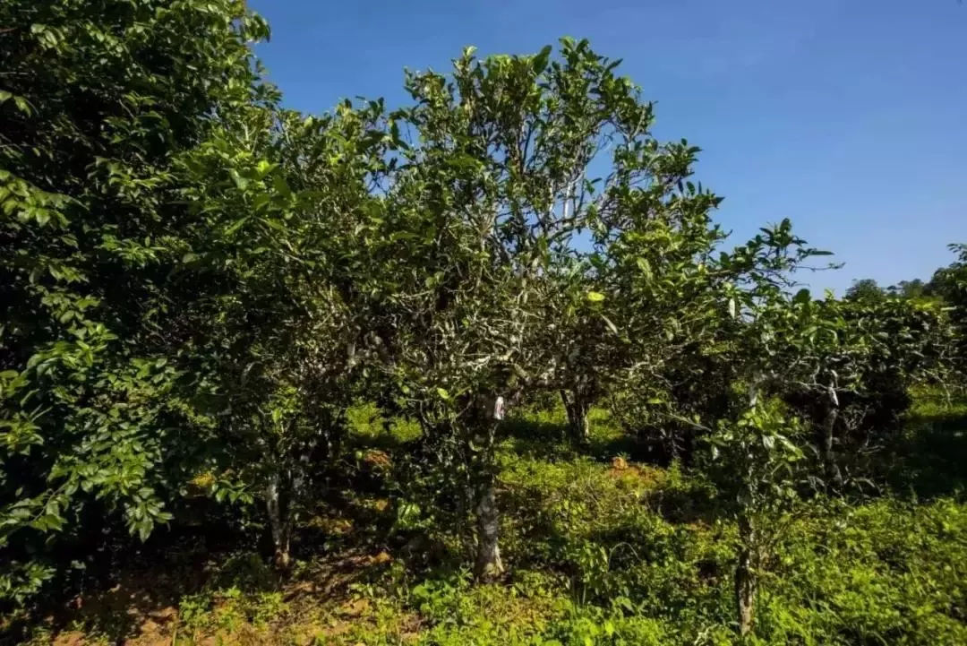 2023年迷帝古樹春茶口感怎么樣？