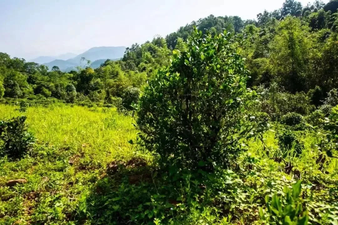 2023年迷帝古樹(shù)春茶特點(diǎn)是什么？