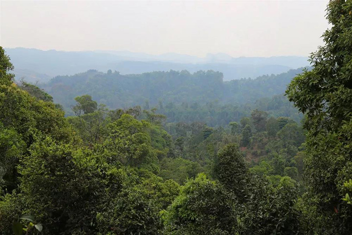 2023苦竹山古樹春茶口感怎么樣？