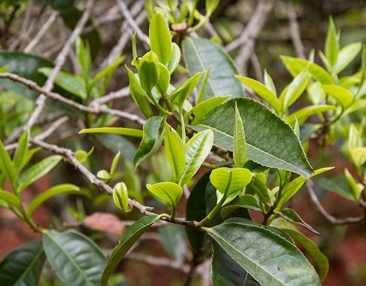 2023年苦竹山古樹春茶多少錢一公斤？