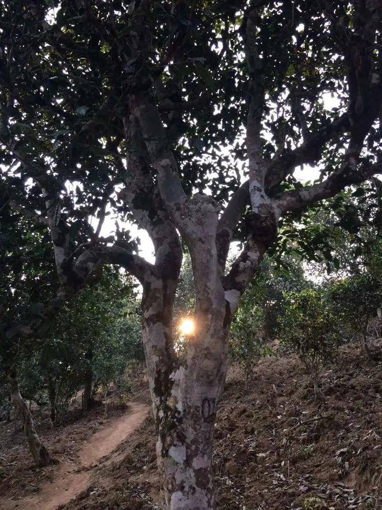 2023小戶賽古樹春茶口感是什么？