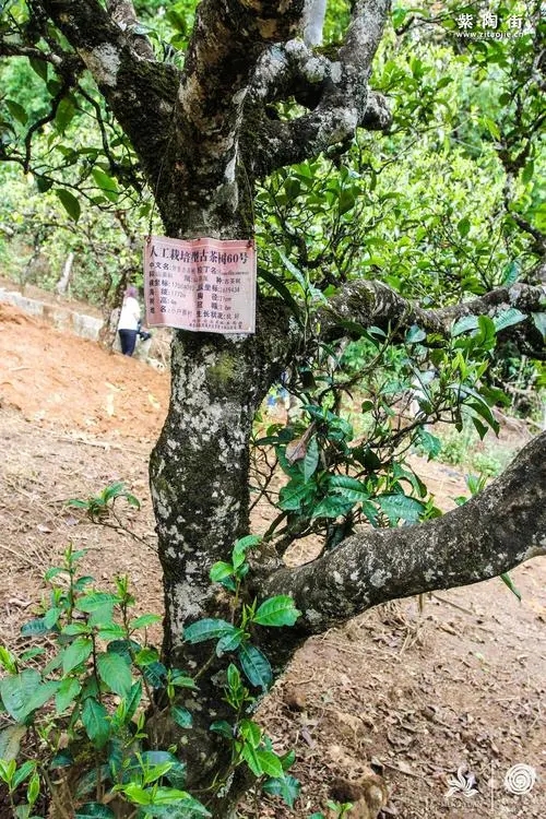 2023年小戶賽古樹春茶特點(diǎn)是什么？