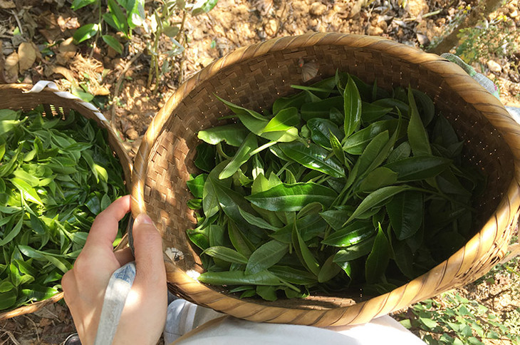 2023小戶賽古樹春茶價格是多少？