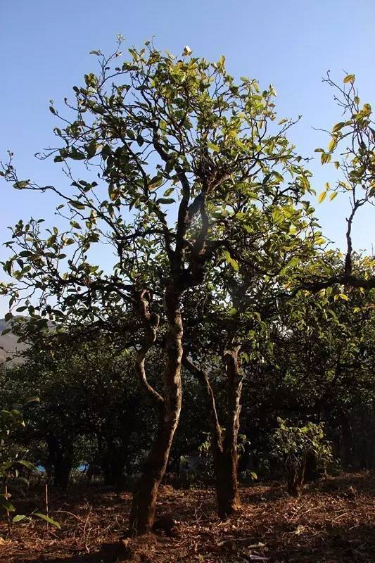 2023年小戶賽古樹春茶多少錢一公斤？