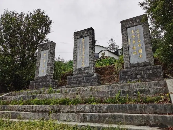 2023年白鶯山古樹春茶品質(zhì)如何？