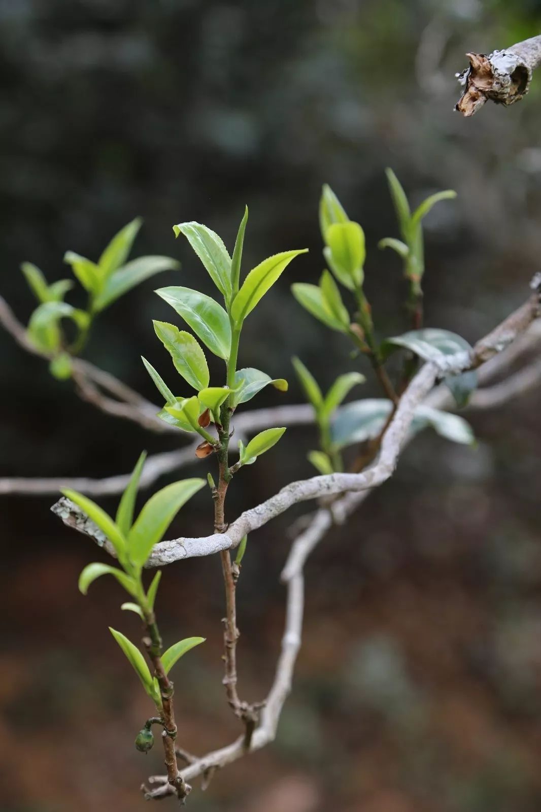 2023年昔歸古樹(shù)春茶特點(diǎn)是什么？