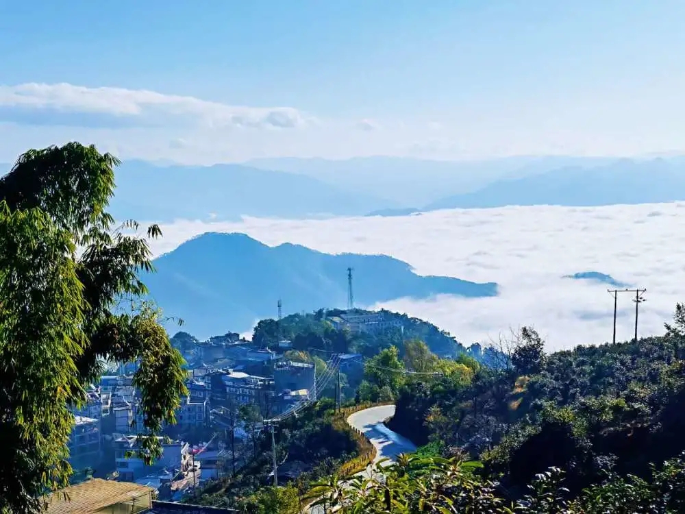 2023年邦東古樹(shù)春茶品質(zhì)如何？