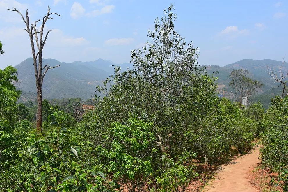 2023年邦東古樹春茶價格是多少？