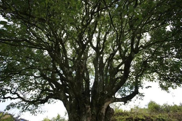 2023年香竹箐古樹春茶品質(zhì)怎么樣？