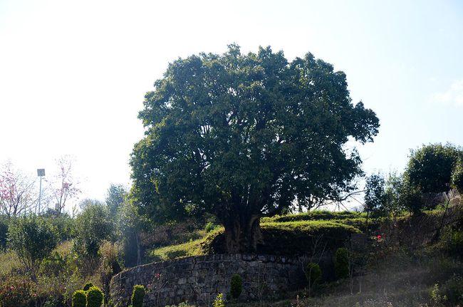 2023年香竹箐古樹(shù)春茶特點(diǎn)是什么？
