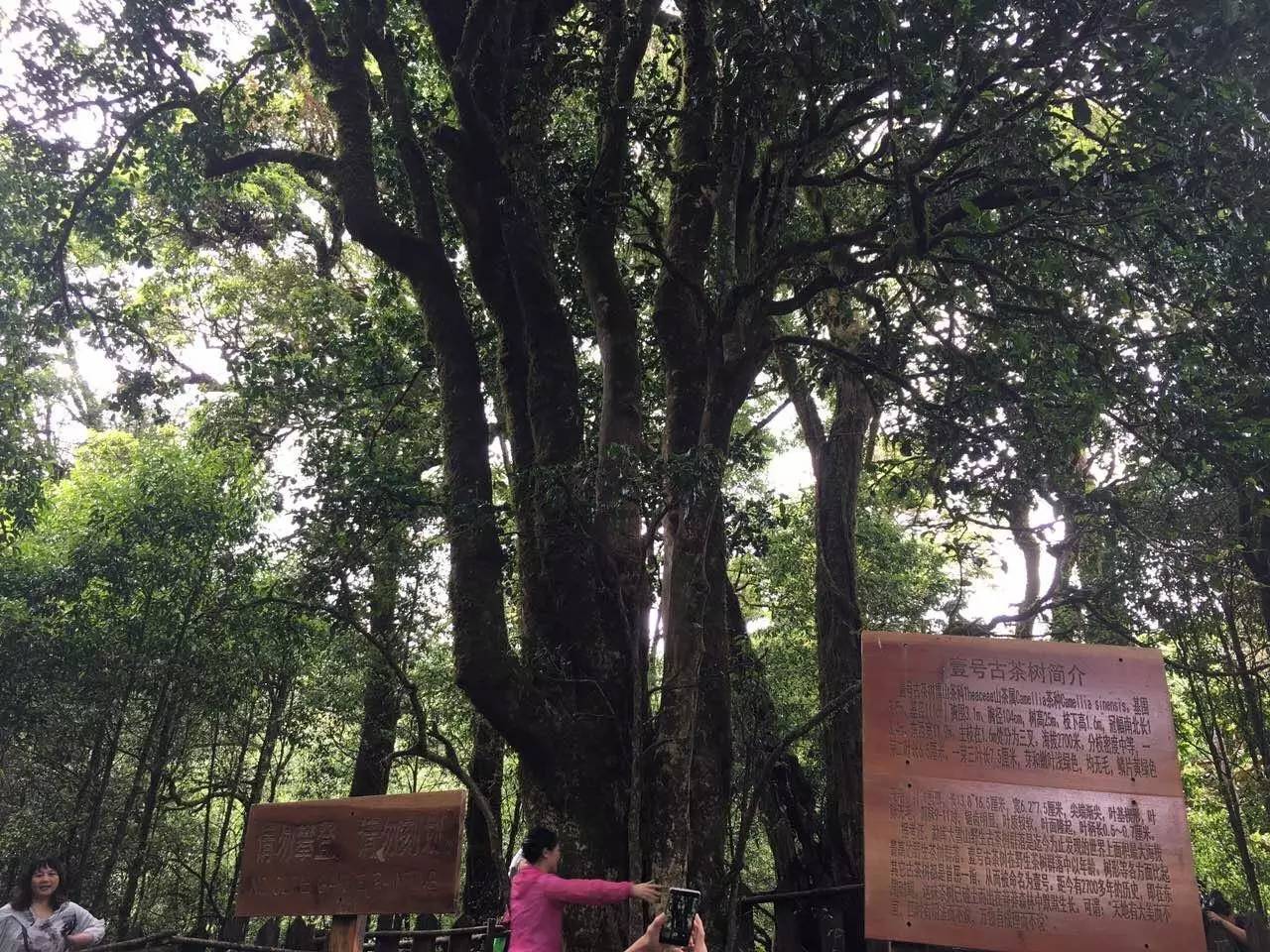 2023年大雪山古樹春茶品質(zhì)怎么樣？