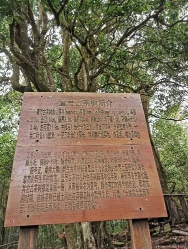 2023年大雪山古樹春茶特點是什么？