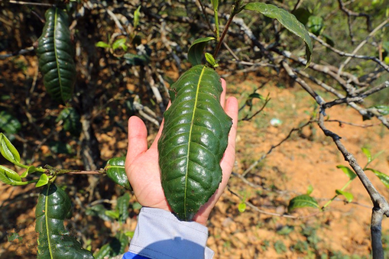 2023年忙肺古樹春茶品質(zhì)怎么樣？