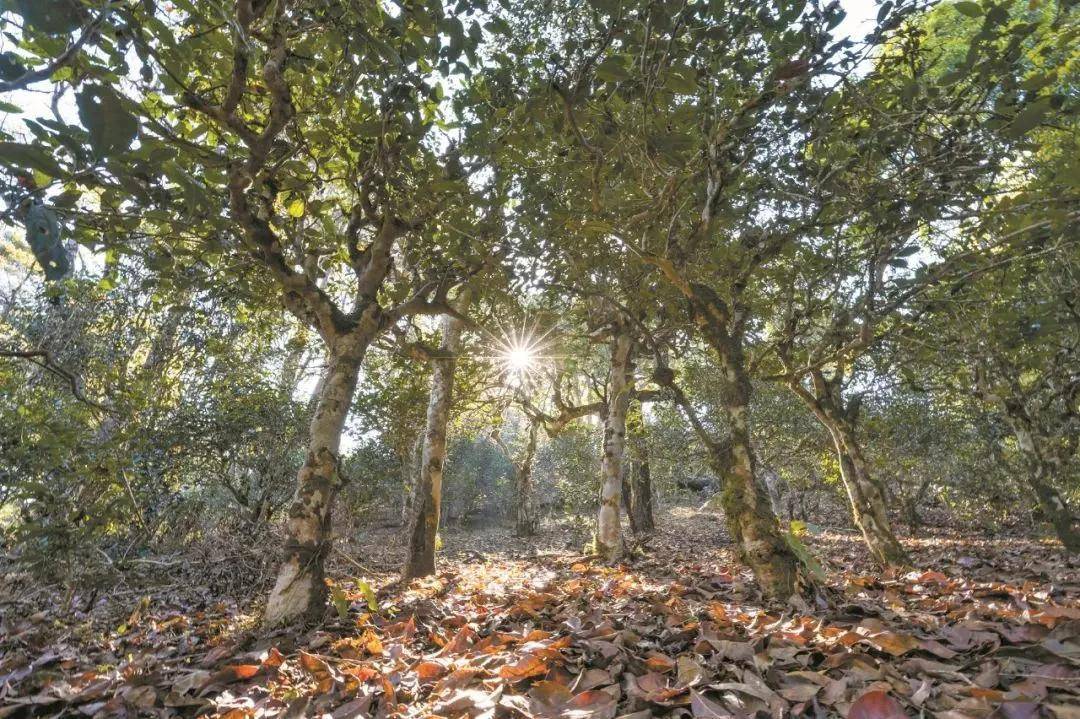 2023年忙肺古樹(shù)春茶特點(diǎn)是什么？