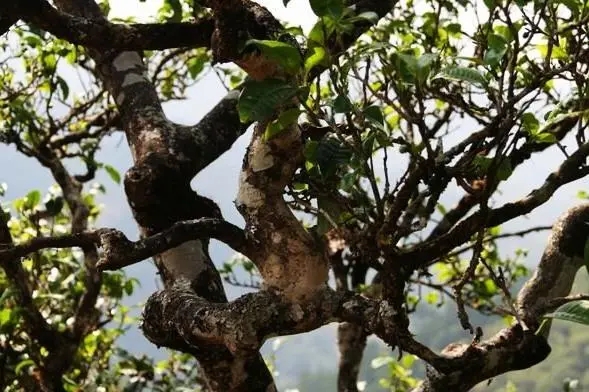 2023年忙肺古樹(shù)春茶價(jià)格是多少？