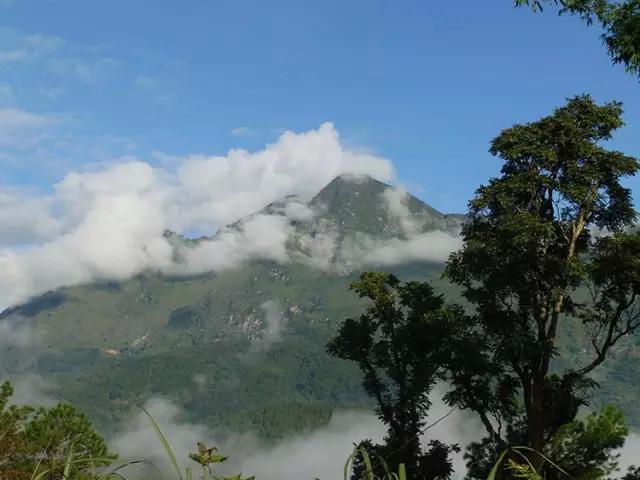 2023年忙肺古樹(shù)春茶多少一公斤？