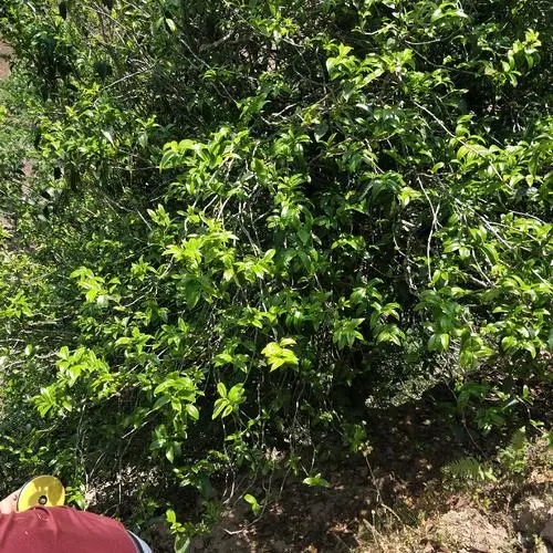 2023年那罕古樹(shù)春茶品質(zhì)如何？