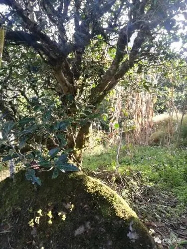 2023年那罕古樹(shù)春茶口感怎么樣？