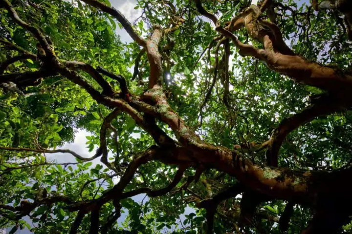 2023年那罕古樹(shù)春茶價(jià)格是多少？