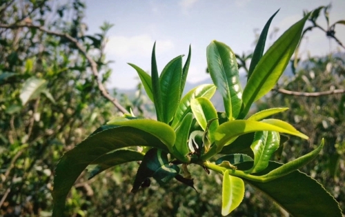 2023年小戶賽古樹(shù)春茶品質(zhì)怎么樣？