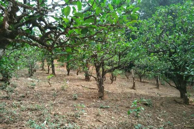 2023年小戶賽古樹(shù)春茶多少一公斤？