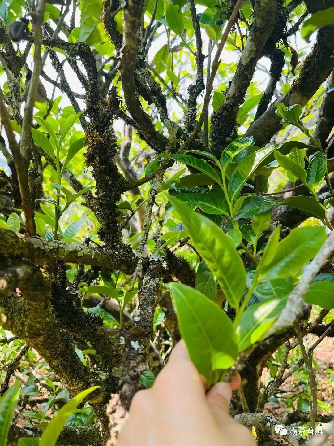 2023年正氣塘古樹(shù)春茶品質(zhì)如何？