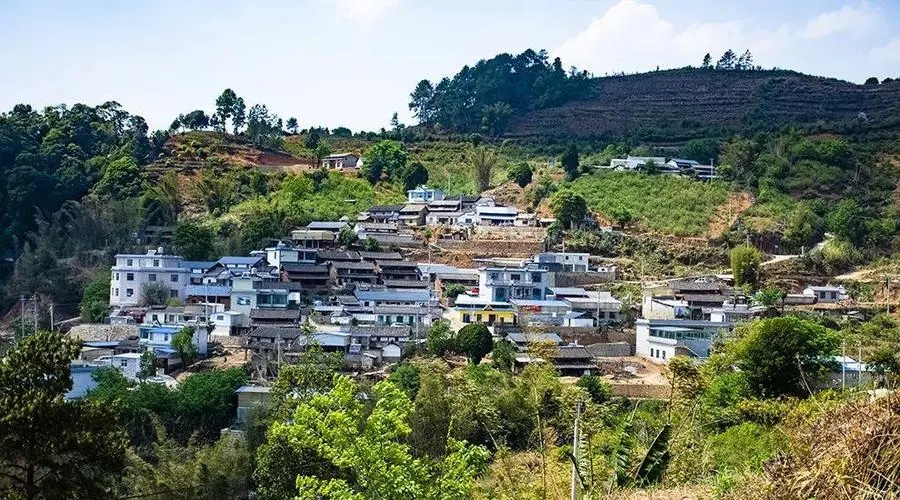 2023年正氣塘古樹(shù)春茶口感如何？