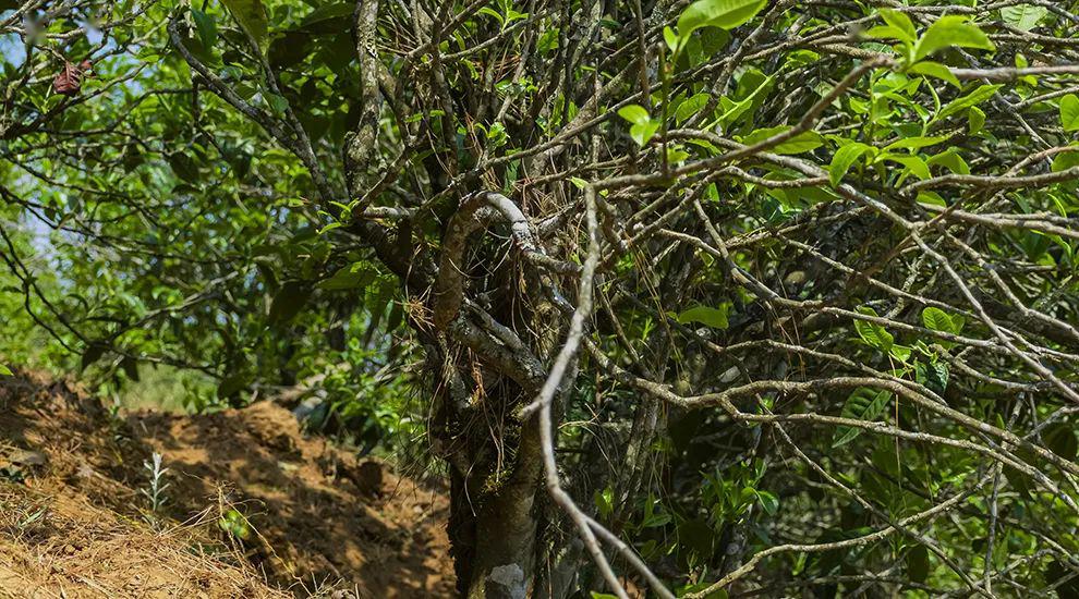 2023年正氣塘古樹(shù)春茶特點(diǎn)是什么？