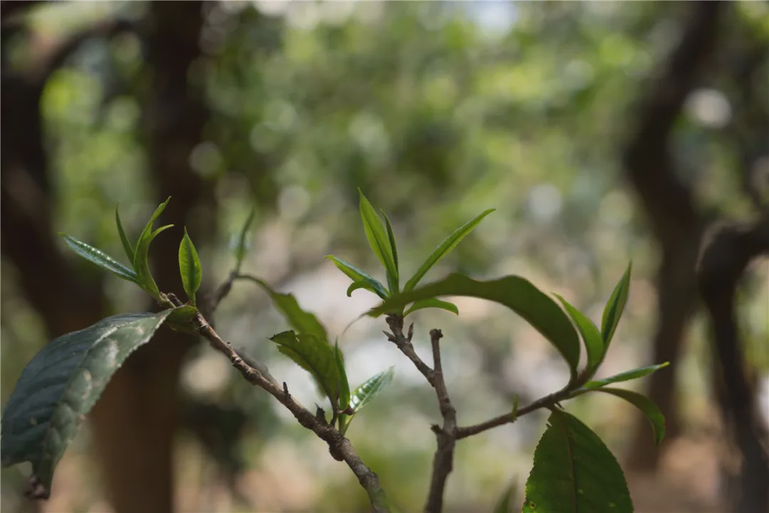 2023年壩糯古樹春茶品質如何？