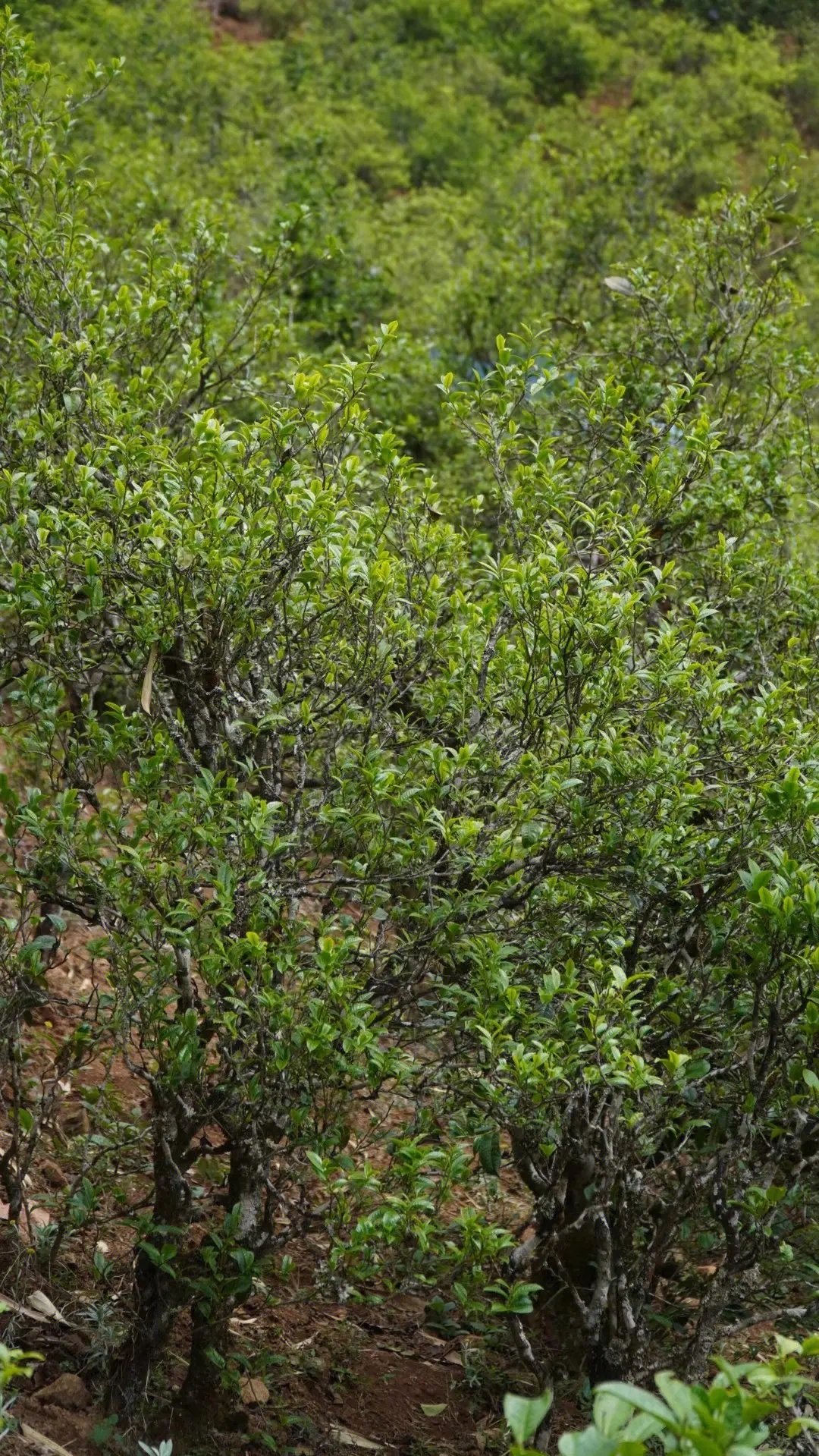 2023年壩糯古樹春茶特點是什么？