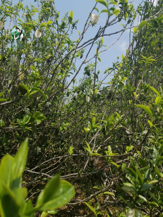 2023年壩糯古樹春茶價格是多少？