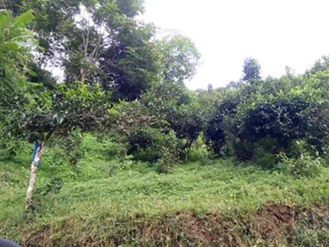 2023年南迫古樹春茶品質(zhì)怎么樣？