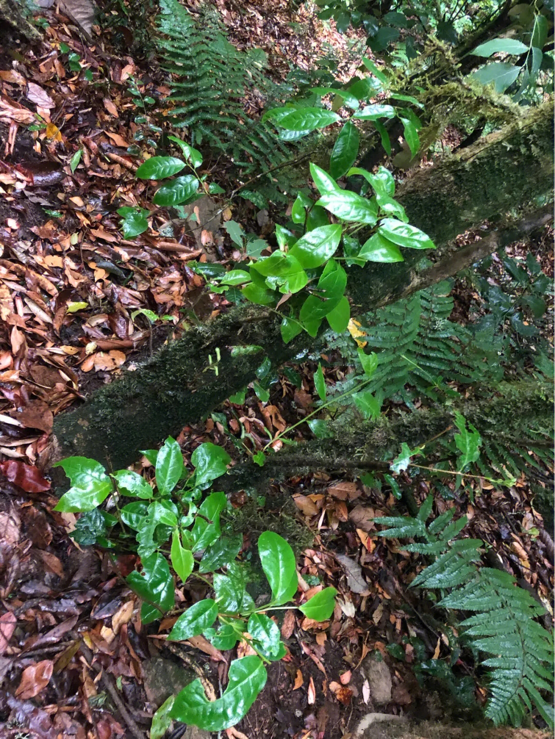 2023年南迫古樹春茶多少一公斤？