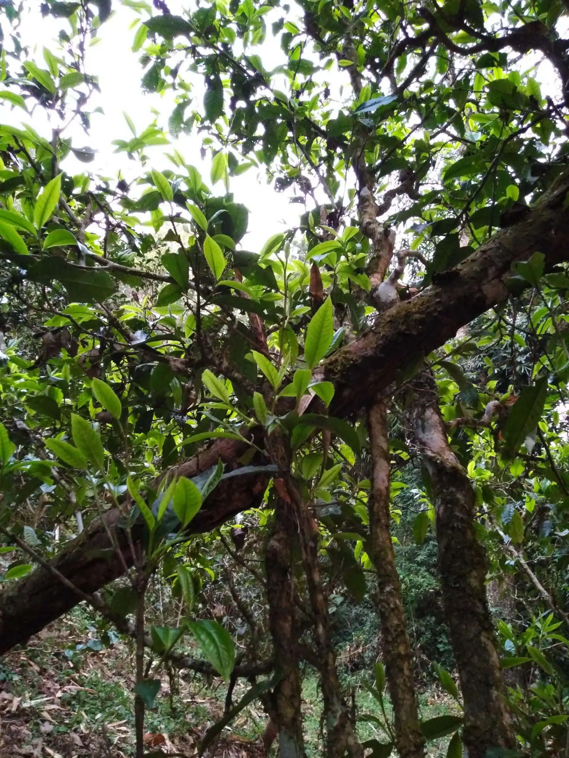 2023年糯伍古樹春茶品質(zhì)如何？