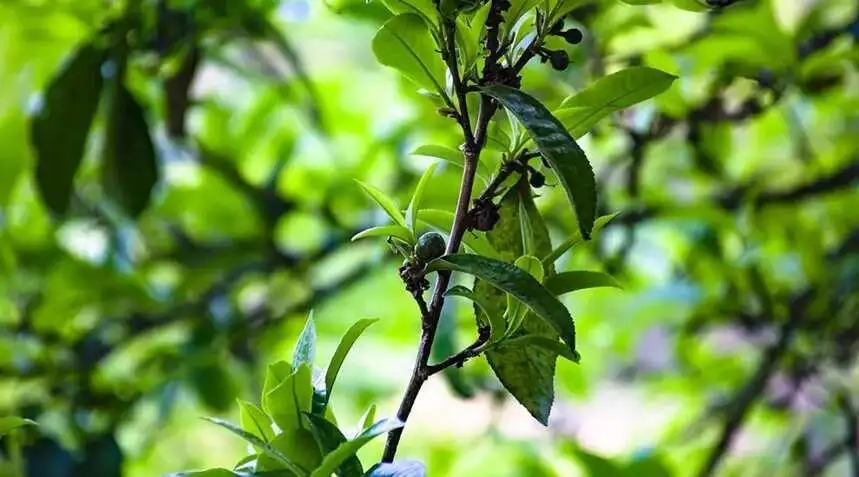 2023糯伍古樹春茶價格是多少？