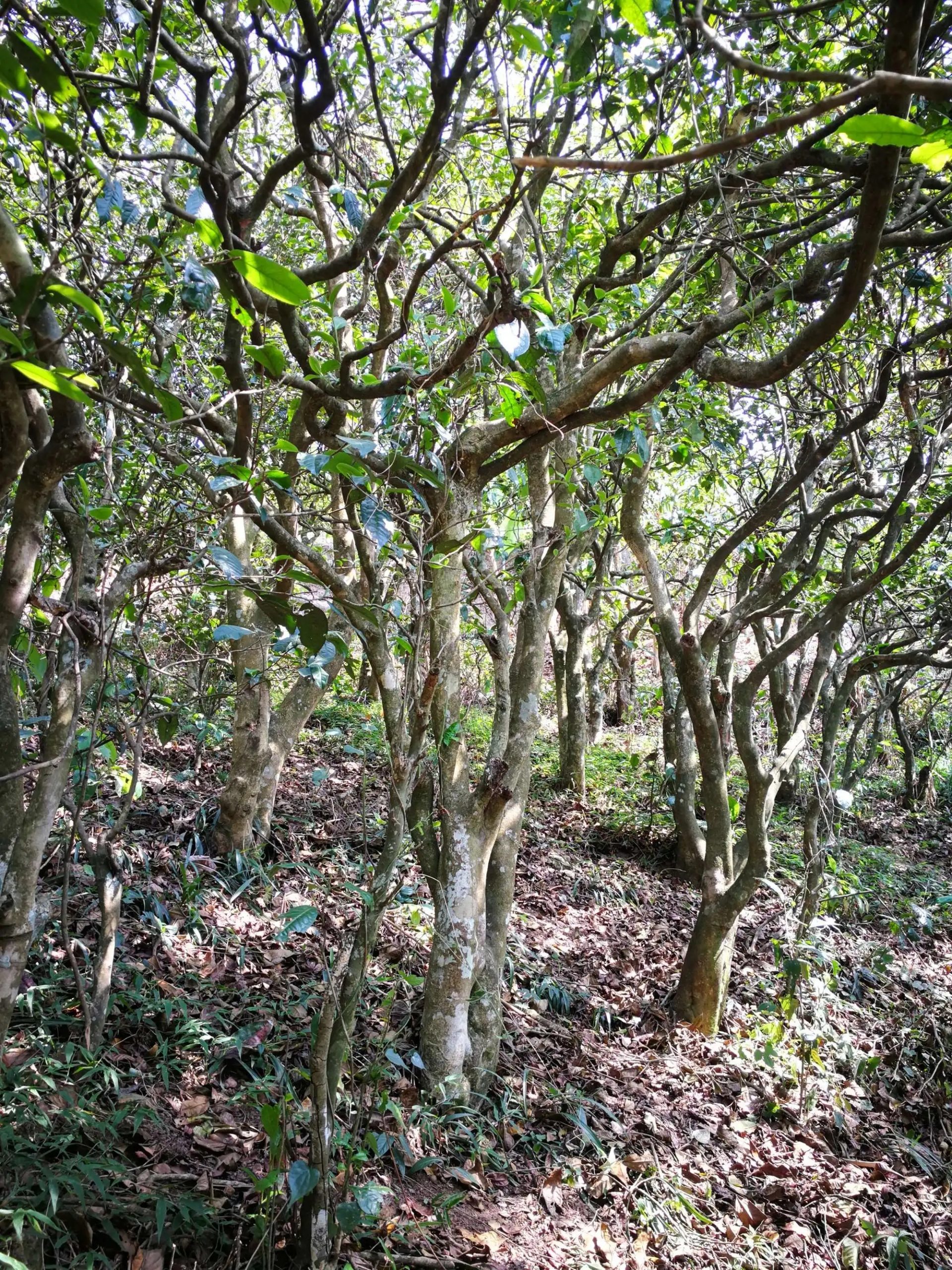 2023年糯伍古樹春茶多少一公斤？