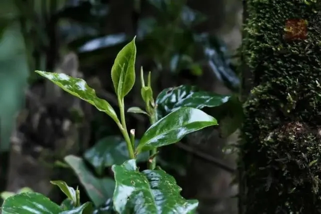 2023年薄荷塘古樹春茶品質(zhì)怎么樣？