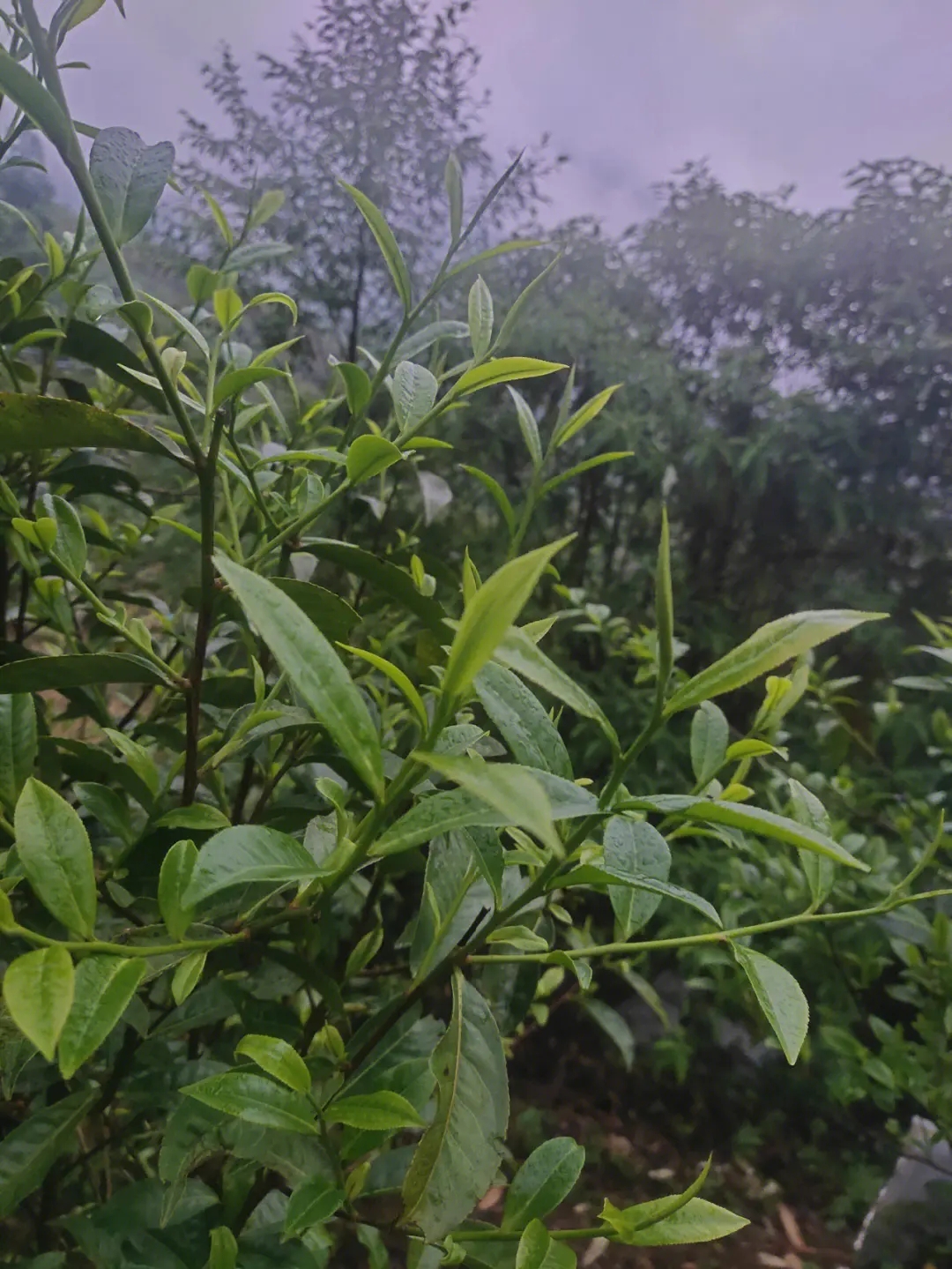 2023年薄荷塘古樹春茶特點(diǎn)？