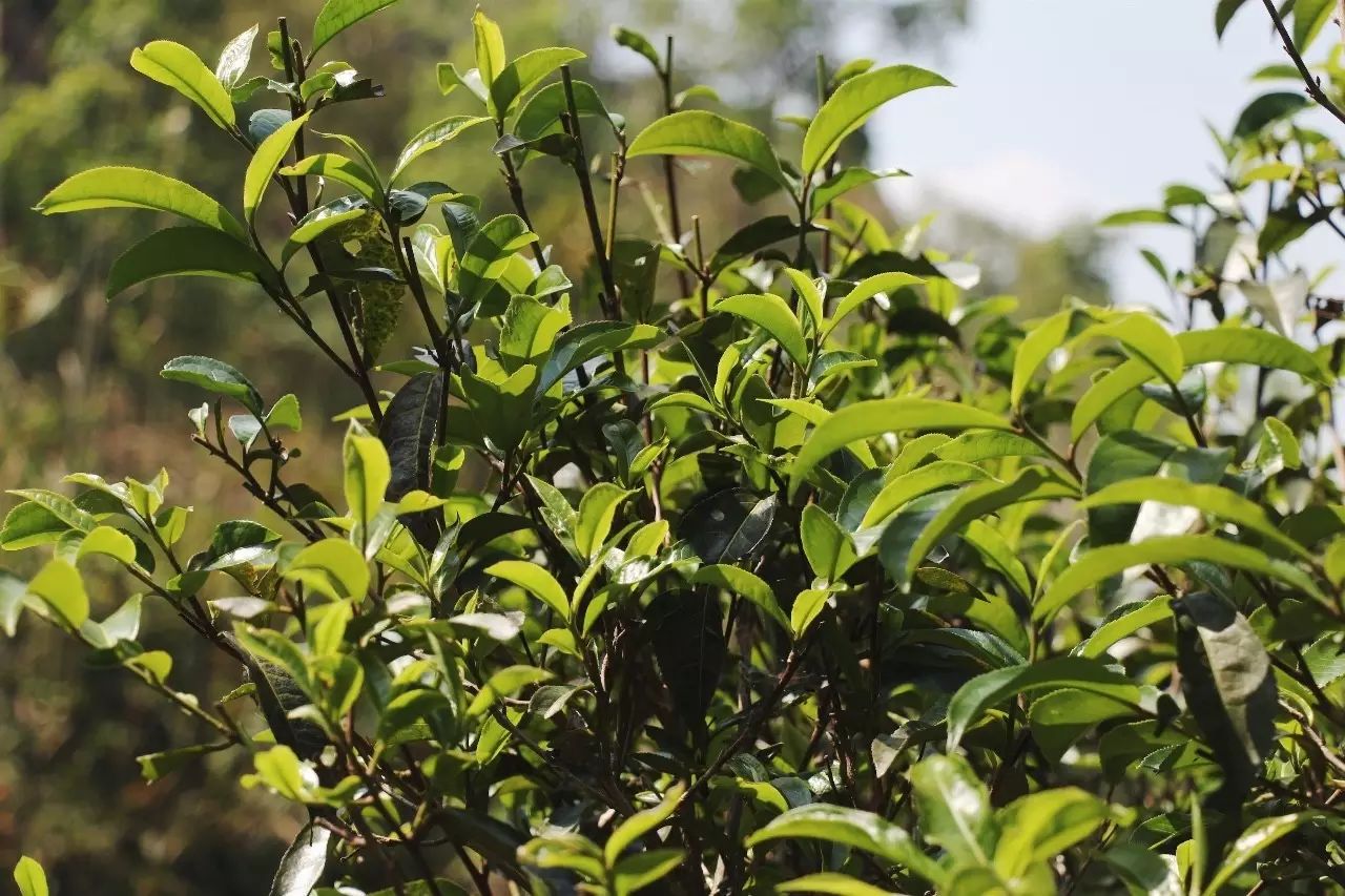 2023年彎弓古樹春茶品質(zhì)如何？