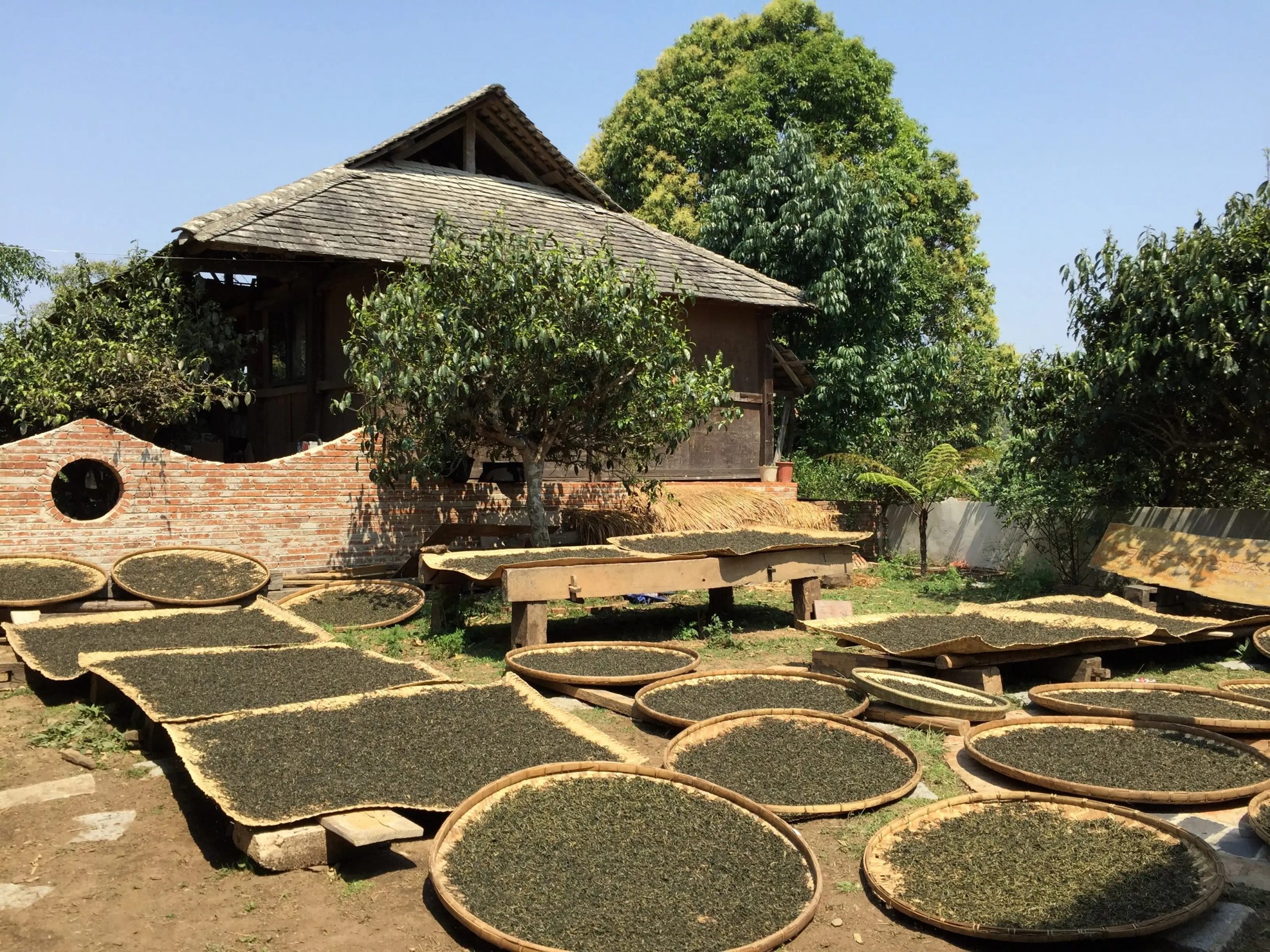 2023年彎弓古樹春茶多少一公斤？