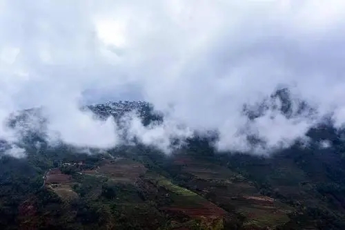 2023年勐庫大忠山古樹春茶口感如何？