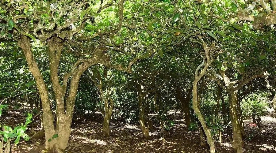 2023年勐庫大忠山古樹春茶多少錢一公斤？