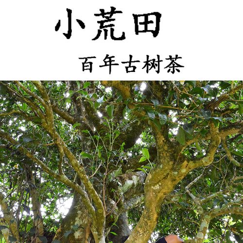 2023年勐庫小荒田古樹春茶特點？